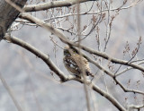 Asian Barred Owlet_3200.jpg