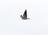 Black-winged Kite_1320.jpg