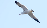 Black-tailed Gull - adult winter_3493.jpg