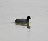Eurasian Coot_1861.jpg