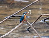 Common Kingfisher_1172.jpg