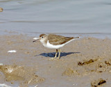 Common Sandpiper_4145.jpg