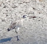 Eurasian Curlew_4251.jpg