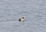 Eurasian Widgeon_4314.jpg
