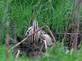 Eurasian Bittern_2590.jpg