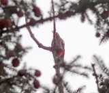 Great Spotted Woodpecker_2650.jpg