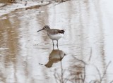 Green Sandpiper_1246.jpg