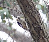 Grey-capped Pygmy Woodpecker_3131.jpg