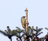 Grey-headed Woodpecker_2688.jpg