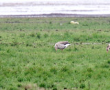Greylag Goose_2415.jpg
