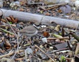 Long-billed Plover_1081.jpg