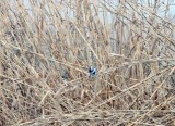 Pied Kingfisher_2478.jpg