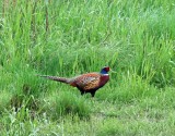 Common Pheasant_2510.jpg
