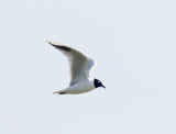 Saunders Gull - breeding_4055.jpg