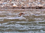 Scaly-sided Merganser - female_0838.jpg