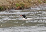 Scaly-sided Merganser - male_1036.jpg