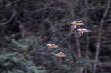 Scaly-sided Merganser_0914.jpg