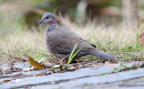 Spotted Dove_0590.jpg