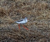 Spotted Redshank - winter_2487.jpg