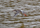 Spotted Redshank_1365.jpg