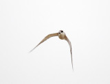 Whiskered Tern - winter_2103.jpg