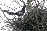 Oriental Magpie - nest_2950.jpg