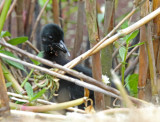 King Rail - chick_4533.jpg