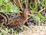 King Rail_4587.jpg