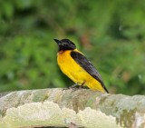 Black-throated Shrike-Tanager - male_6467.jpg