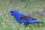 Blue Grosbeak - male_5116.jpg