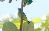 Blue-crowned Chlorophonia - female_8308.jpg