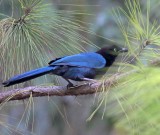 Bushy-crested Jay_4956.jpg