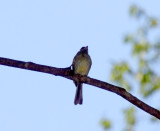 Eye-ringed Flatbill_6250.jpg