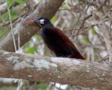 Montezuma Oropendola_5401.jpg