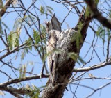 Northern Potoo and baby_5385.jpg
