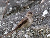 Northern Rough-winged Swallow_6430.jpg