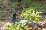 OcellatedTurkey - female_6536.jpg