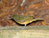 Ochre-bellied Flycatcher_6601.jpg