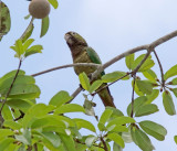 Olive-throated Parakeet_5670.jpg