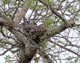 Plumbeous Kite - on nest_6359.jpg