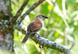 Rusty Sparrow_8040.jpg