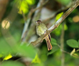 Sepia-capped Flycatcher_6106.jpg