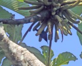Shining Honeycreeper_8254.jpg