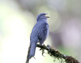 Slate-colored Solitaire_7858.jpg