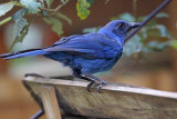 Unicolored Jay_7233.jpg