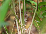 White-bellied Wren_5606.jpg