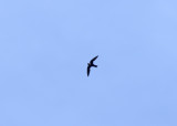 White-collared Swift_8294.jpg