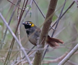 White-eared Ground-Sparrow_4982.jpg