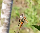 White-throated Flycatcher_8216.jpg