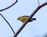 Yellow-bellied Tyrannulet_5335.jpg